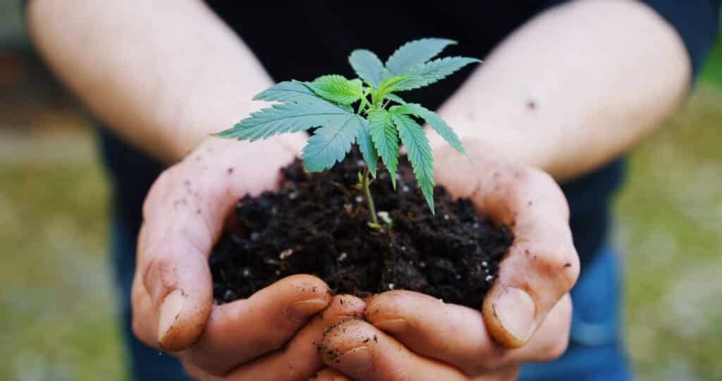 culture biologique du chanvre
