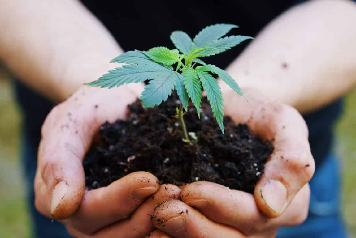 culture biologique du chanvre