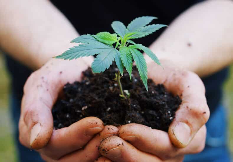 culture biologique du chanvre